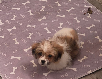 files/happy_pup_1.jpg